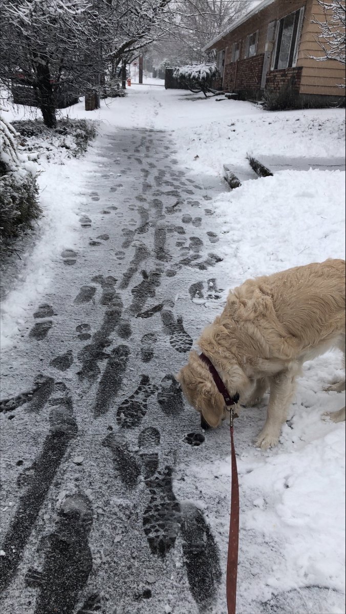 PBOTinfo's tweet image. Be like Cabo, Lola, Whiskey, and Paisley and take a break to shovel your sidewalks! 

Slippery sidewalks from snow and ice pose a hazard to everyone, but specifically seniors and people with disabilities. 

Thanks for helping your neighbors get around safely! #orwx #pdxtst