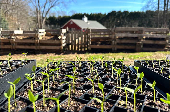 #Seedstarting is well underway! In this episode of the joe gardener Show podcast, <a href="/joegardener/">Joe Lamp'l</a> &amp; frequent guest Craig Lehoullier talk about seed starting methods they're trying this year compared to last year. joegardener.com/podcast/seed-s…