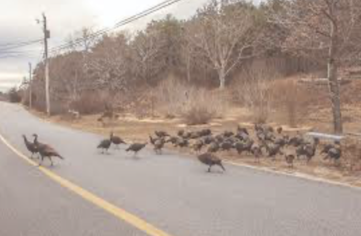 et92633's tweet photo. @tcboyle Are you still able to eat turkey after writing Carnal Knowledge? I can’t unsee the image of the dead turkeys and will probably #nevereatturkeyagain. https://t.co/ZmZqGByE6D
