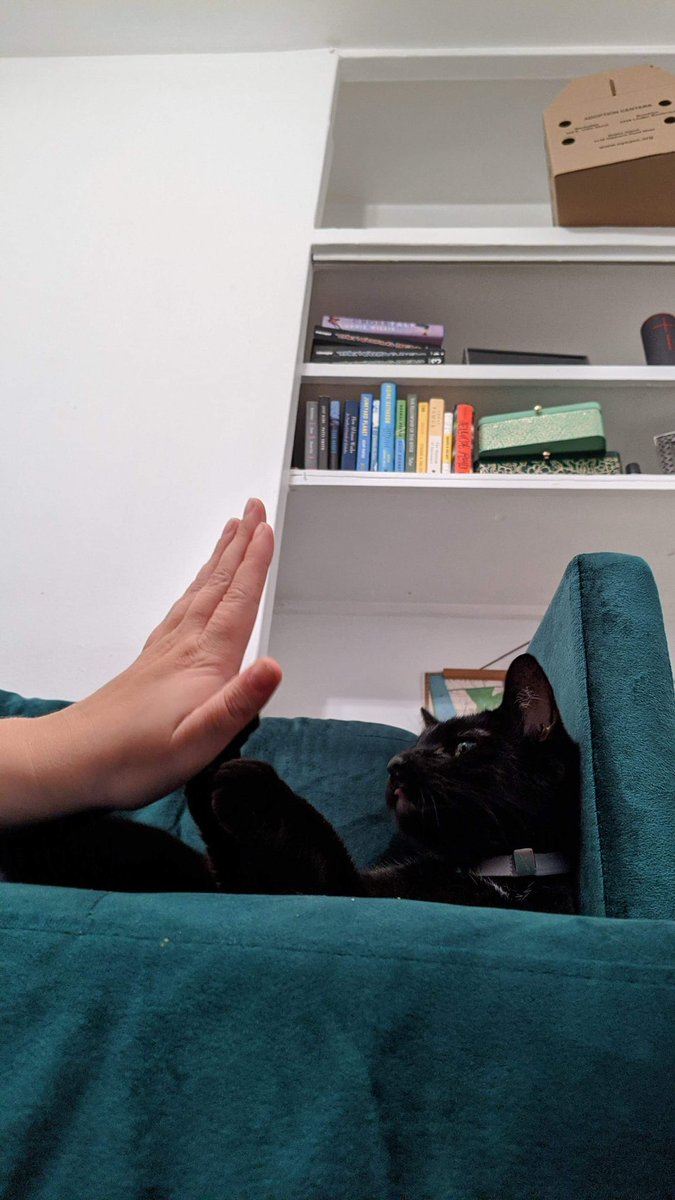 Mariah_McG's tweet photo. Not one to tweet much, but this is as good a reason as any!
Today is #GoodPawsForGoodCause! Love my lil toothless dark void, and fortunate to have safe, permanent housing for us both. No one should have that stolen bc of landlord greed.
Join us! https://t.co/B74iqjwXOU https://t.co/myk5dkXGox