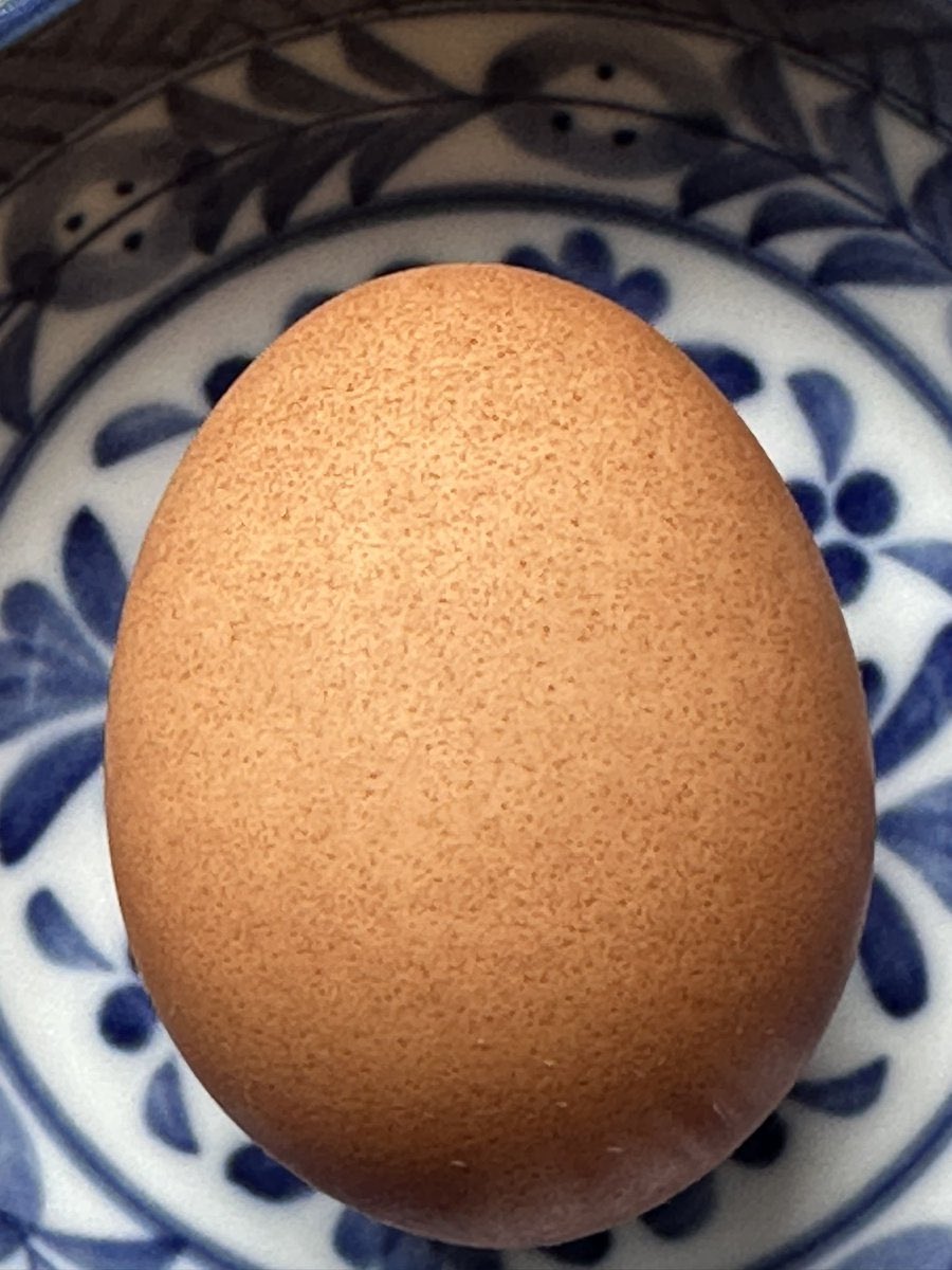 boyleluvr's tweet photo. @tcboyle Why do you post pictures of random objects on your twitter feed (like this egg)? https://t.co/sjm3UhOqJm