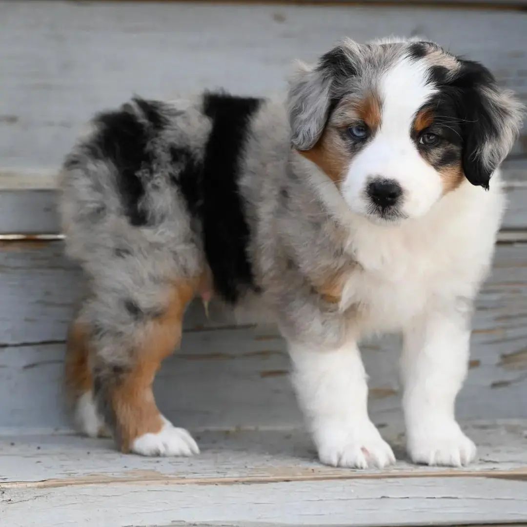 OliviaMMeyer1's tweet photo. So beautiful . . . . . #australianshepherd #aussie #aussiesofinstagram #australianshepherdsofinstagram #aussiepuppy #australianshepherdworld #aussiesdoingthings #aussielove #aussieshepherd #bluemerle #aussielovers #dogoftheday #miniaussie #aussies #australianshepherdpuppy https://t.co/TN00kvYPY1