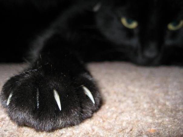 TheLakesMike's tweet photo. #Gogarth the #Cat. 2004-2023. 🐈‍⬛ 
.
Goodbye to the world’s greatest mouser, and part time rabbiter.
.
#Caturday #thursdaymorning #CatsOfTwitter #cats #CatStar https://t.co/yV2IJiPDXh