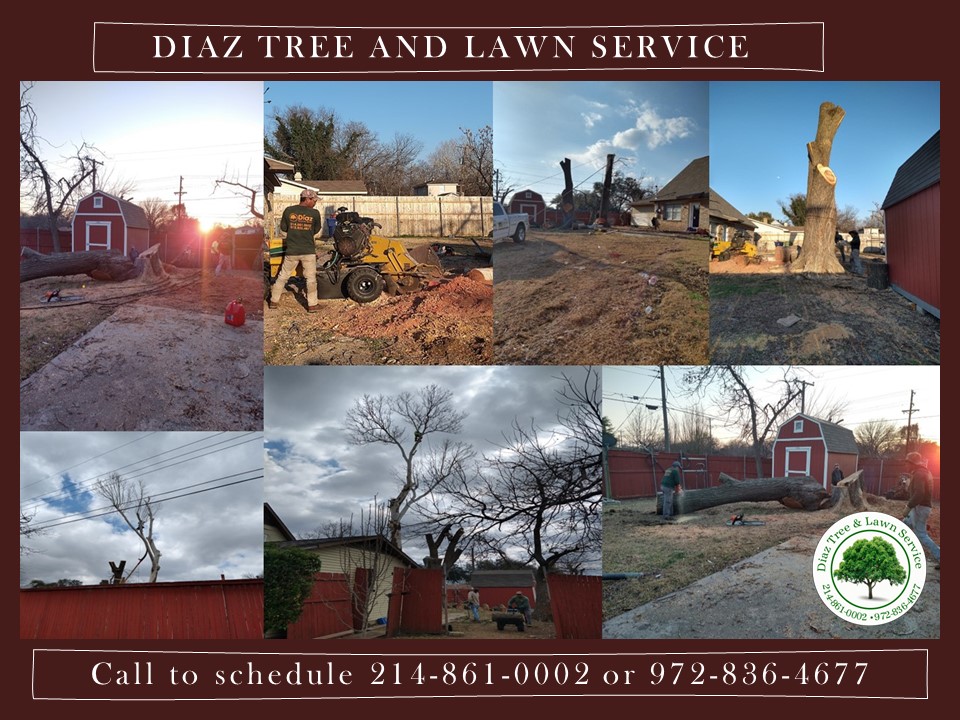 🌳 Looking for Tree Service? Looking for Lawn Service?
Look no further!
 If you ever NEED TREE SERVICE or LAWNCARE, we are just a text or phone call away.....
👀Free no obligation estimates available by calling or texting 214-861-0002 or 972-836-4677.
FULLY INSURED &amp; ACCREDITED
