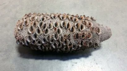 West Wind Hardwood tweet media