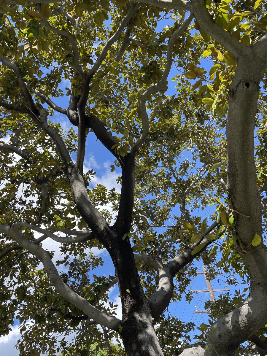 I’m feeling torn. On one hand, my 5yo  &amp; his friends keep kicking this huge tree at their school as part of a game they created. On the other hand, he explained they’re kicking it because *Magnolia* trees specifically are evil.

I think I’m somewhere between mortified and proud.