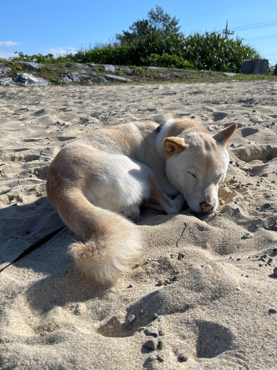 Nashi is looking as peaceful as ever enjoying the beach after travelling from Calgary to Japan. 

At the heart of everything we do at WAT, it is care for your animals as much as we possibly can before returning them safely back to your arms. 

#travel #dog #dogsofig #dogs