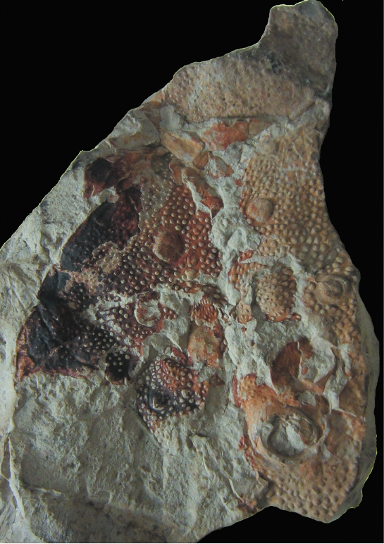 FossilBonanza's tweet photo. This fossil may not seem much but this is the last known eurypterid, ?Woodwardopterus freemanorum, from the Late Permian. Despite being the last of its kind, it was over 1 meters long.
Art by Alison Douglas
#EurypteridWeek #Paleontology
https://t.co/zYRndiyAVj https://t.co/E0edWOnbmN