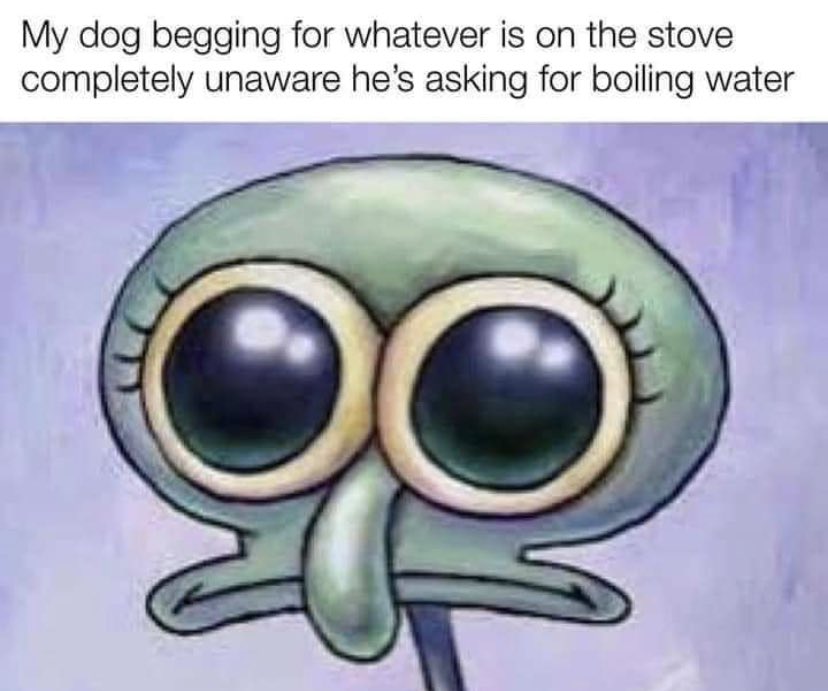 MikeAllenNews's tweet photo. It’s not often I run across a SpongeBob meme template I haven’t seen, and even rarer that I relate to one as much as I do to this 🐾
#justdogthings https://t.co/mIAtxK7k0g