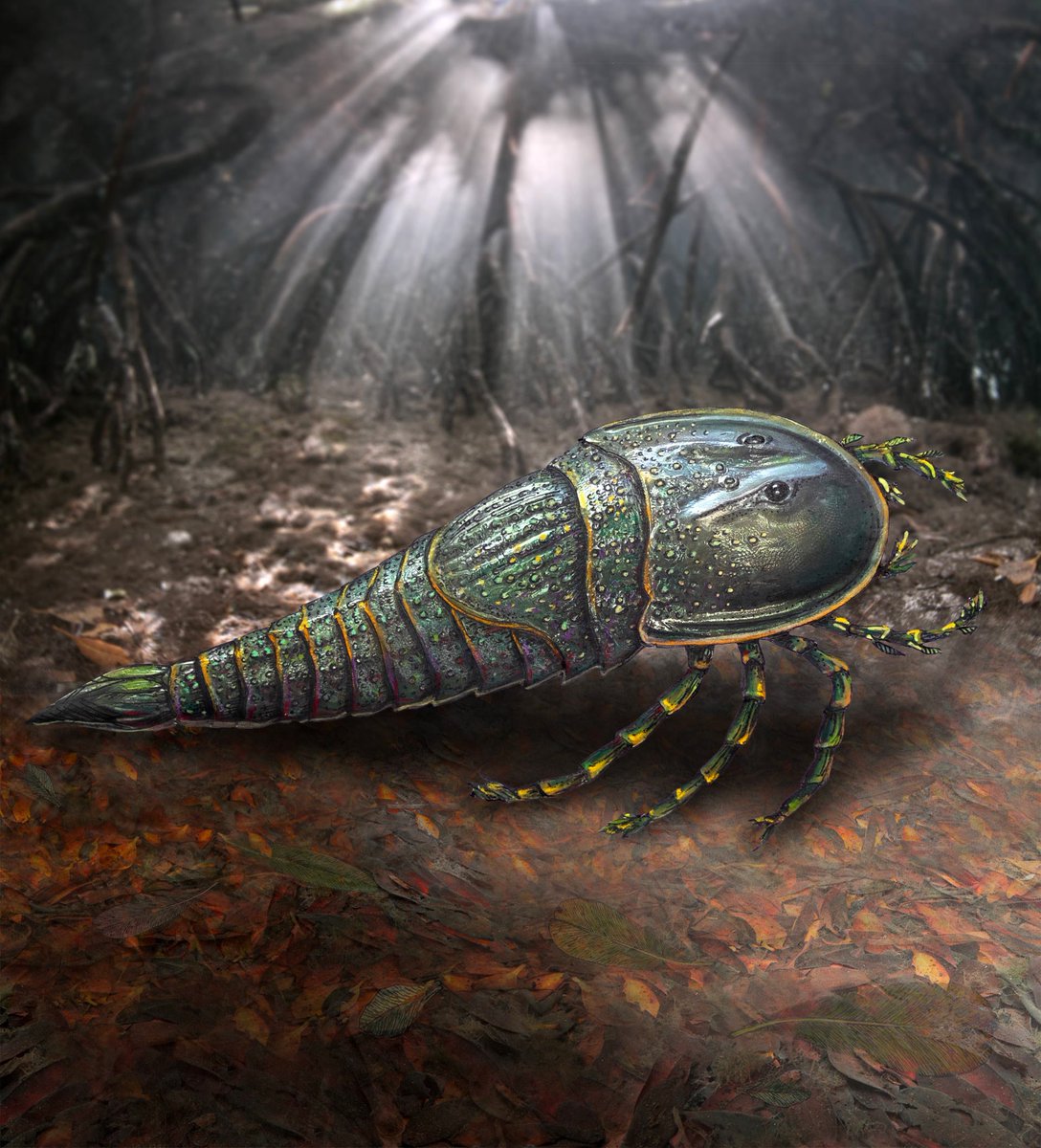 FossilBonanza's tweet photo. This fossil may not seem much but this is the last known eurypterid, ?Woodwardopterus freemanorum, from the Late Permian. Despite being the last of its kind, it was over 1 meters long.
Art by Alison Douglas
#EurypteridWeek #Paleontology
https://t.co/zYRndiyAVj https://t.co/E0edWOnbmN