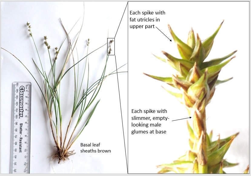 Jay of the Triffids (@jayofthetriffid) on Twitter photo New online short course in sedge identification for beginners starts 10th March: napier.ac.uk/study-with-us/… 🌱 😍 <a href="/Love_plants/">Plantlife</a> <a href="/BSBIbotany/">BSBI: Botanical Society of Britain & Ireland</a> <a href="/BSBIScotland/">BSBI Scotland</a> <a href="/BSBI_Ireland/">BSBI Ireland</a> <a href="/theNPMS/">National Plant Monitoring Scheme</a> <a href="/BotSocScot/">Bot Soc Scot</a> <a href="/WildFlowerSoc/">The Wild Flower Society</a> <a href="/wildflower_hour/">wildflowerhour</a> <a href="/LeifBersweden/">Leif Bersweden</a> <a href="/CIEEMnet/">CIEEM</a> <a href="/EdNapLifeSci/">EdNap Life Sciences</a> please retweet, thanks! New online short course in sedge identification for beginners starts 10th March: napier.ac.uk/study-with-us/… 🌱 😍 <a href="/Love_plants/">Plantlife</a> <a href="/BSBIbotany/">BSBI: Botanical Society of Britain & Ireland</a> <a href="/BSBIScotland/">BSBI Scotland</a> <a href="/BSBI_Ireland/">BSBI Ireland</a> <a href="/theNPMS/">National Plant Monitoring Scheme</a> <a href="/BotSocScot/">Bot Soc Scot</a> <a href="/WildFlowerSoc/">The Wild Flower Society</a> <a href="/wildflower_hour/">wildflowerhour</a> <a href="/LeifBersweden/">Leif Bersweden</a> <a href="/CIEEMnet/">CIEEM</a> <a href="/EdNapLifeSci/">EdNap Life Sciences</a> please retweet, thanks!
