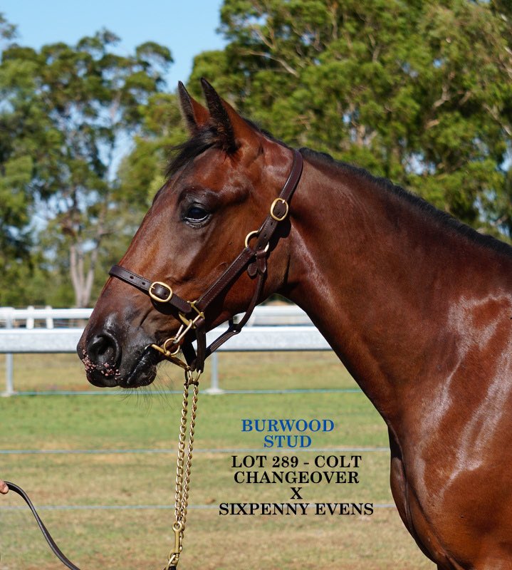 2023 Sunshine Stars Yearling Sale 

Burwood Stud proudly presents…

♦️ Lot 289♦️

Bay Colt: Changeover NZ – Sixpenny Evens
 
Prepared on behalf of Chris Garrard O.A.M

portal.nutrienequine.com.au/catalogues/67/…