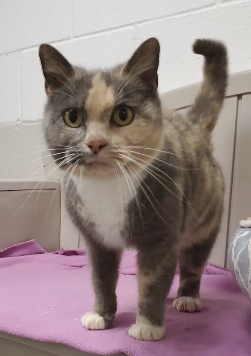 emmasmiley447's tweet photo. @mrfishtopher My precious Nelly at the shelter and then two years in her forever home! https://t.co/w9hExr0HUb