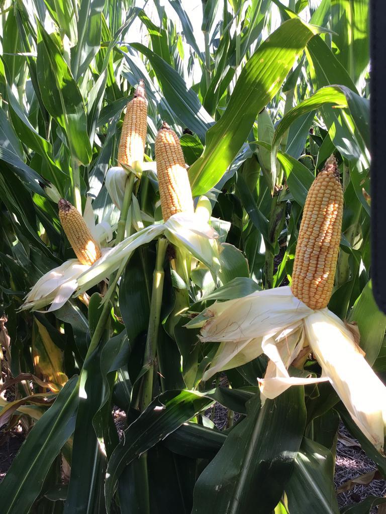 Joaquin del Rio tweet media