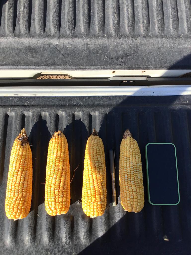 Joaquin del Rio tweet media