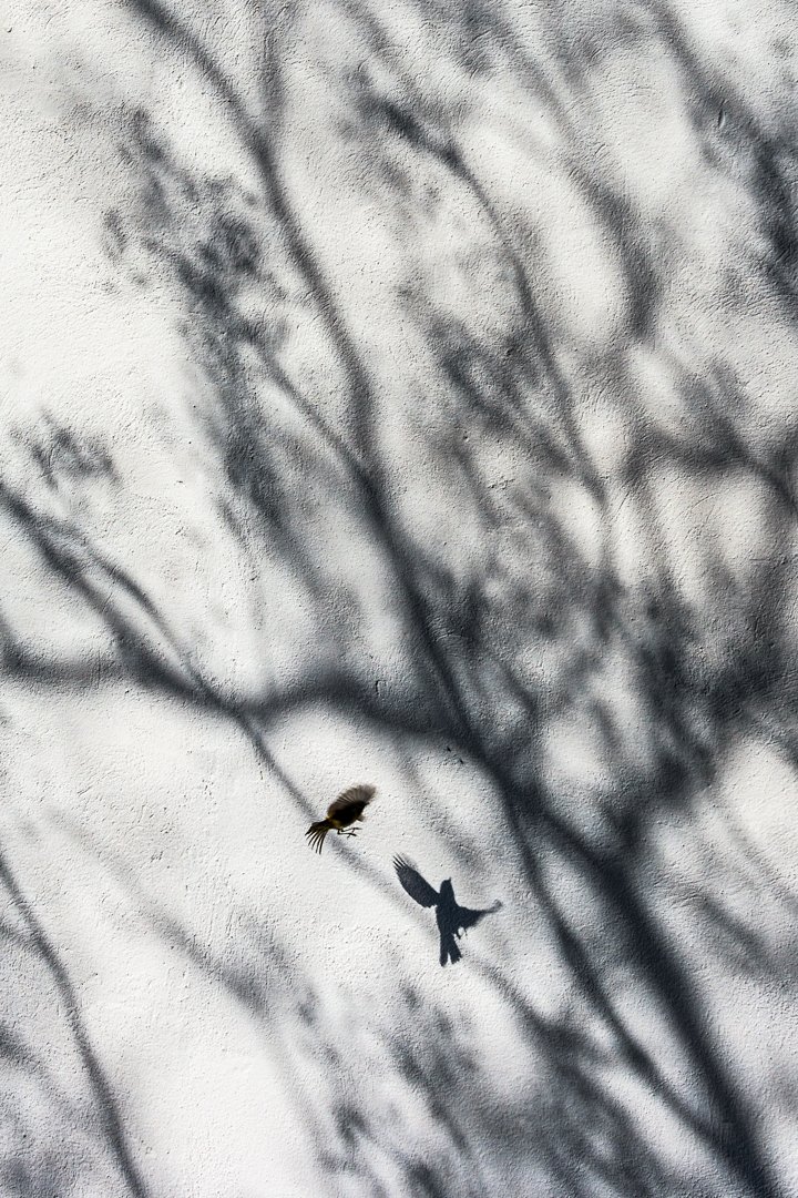 AlvaroFermaza's tweet photo. He hecho algo de repaso al archivo de aves, aquí dejo algunas de mis favoritas! https://t.co/DeJtUcxqeC