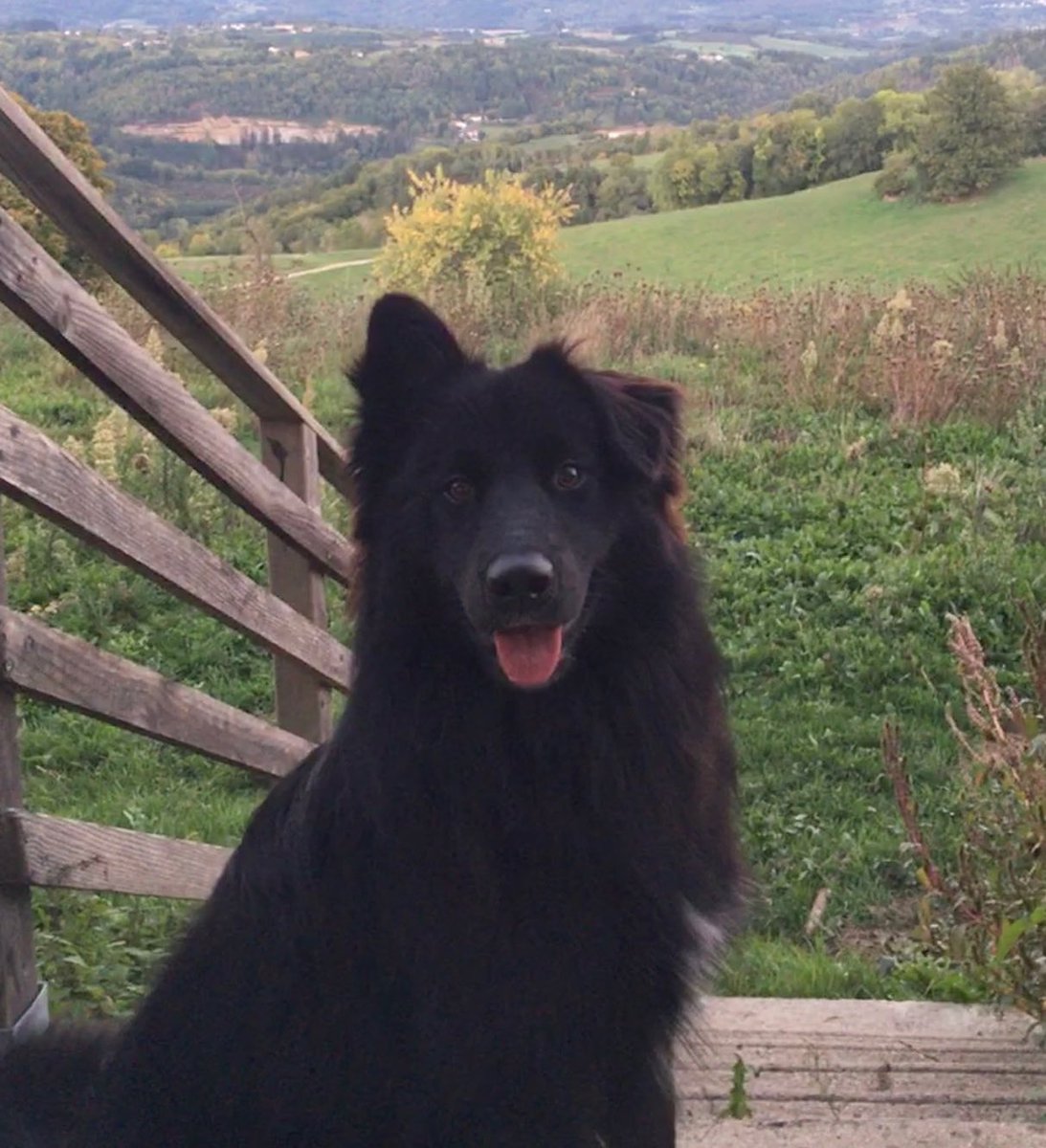 MaxGounouf's tweet photo. @coeurderelou Le notre a un an et quelques mois maintenant. Mais pour le coup bébé il ressemble au tiens! (Il a une oreille qui ne s’est jamais relevée) https://t.co/WDCjqitS3h