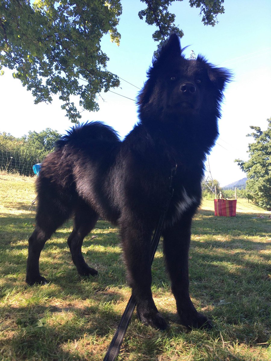 MaxGounouf's tweet photo. @coeurderelou Le notre a un an et quelques mois maintenant. Mais pour le coup bébé il ressemble au tiens! (Il a une oreille qui ne s’est jamais relevée) https://t.co/WDCjqitS3h