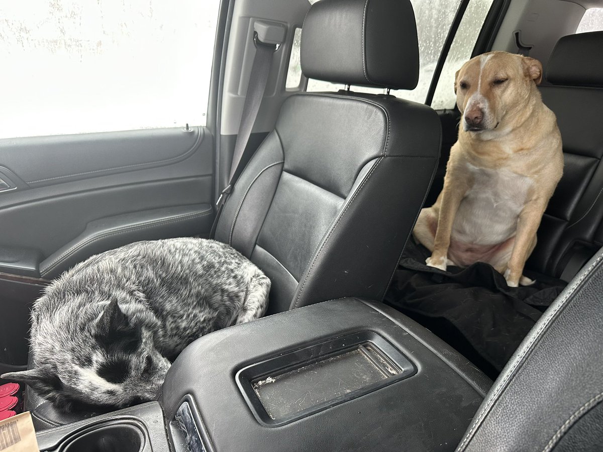 gomer2323's tweet image. Been running errands around Kenai/Soldotna. #GotSnow #AlaskaWx #AlaskaPets