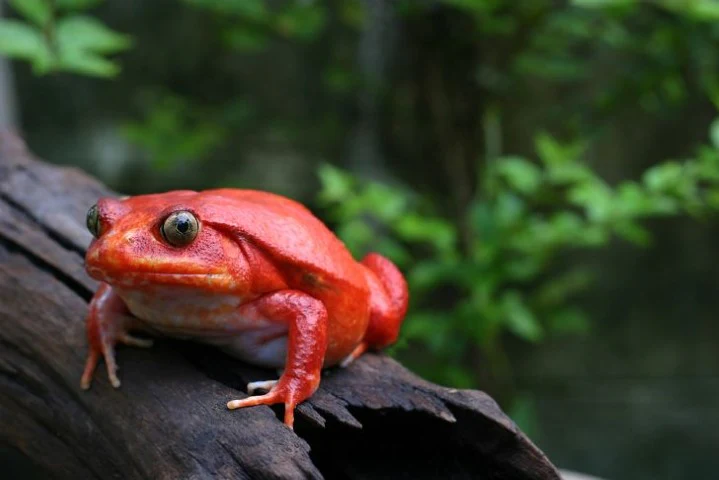 Gindi_91's tweet photo. Instead of the classic grass/fire pepper pokémon, I wanted to try something different: tamato berries are the equivalent of the chili pepper in pokémon world, and tomato frogs are a thing, so I think that was a good concept to work on https://t.co/GLekNhGGgb