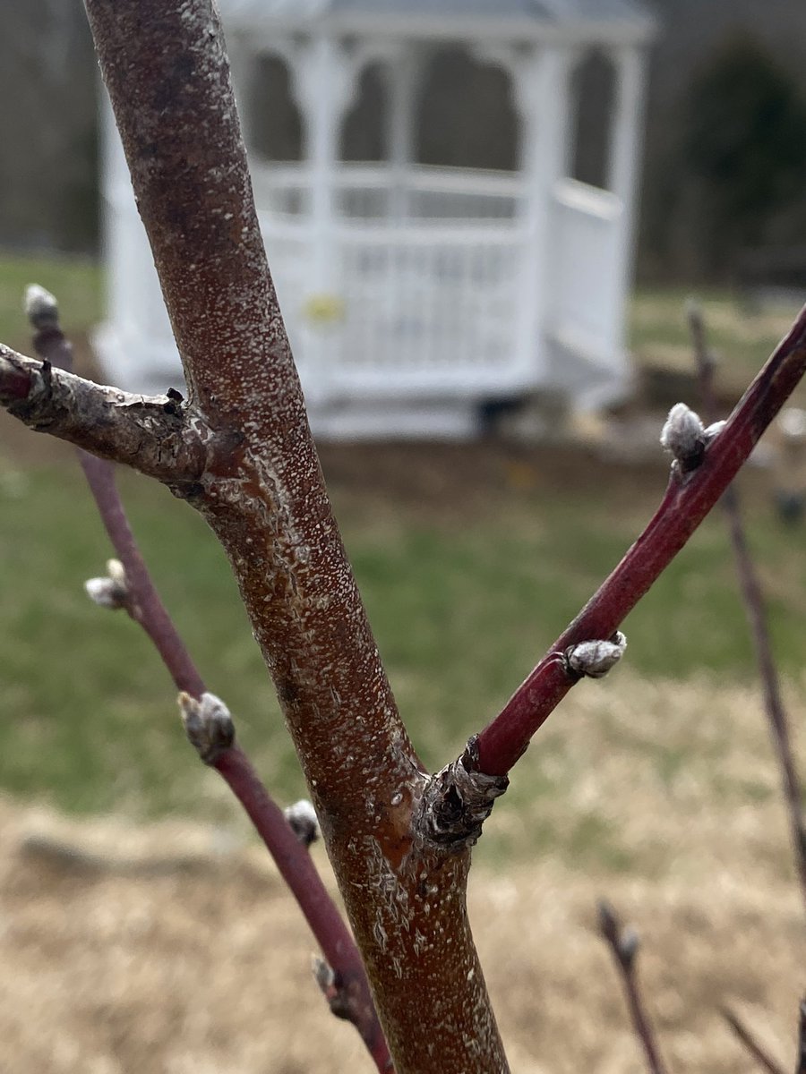 DrRooftopKY's tweet photo. It would appear that our trees made it through the winter, and have decided to start budding. Charlee's Orchard is going to be beautiful!
#TheLuckyFew
#CharleesOrchard
#ThreeArrowsFarm https://t.co/rpXpG47Ili