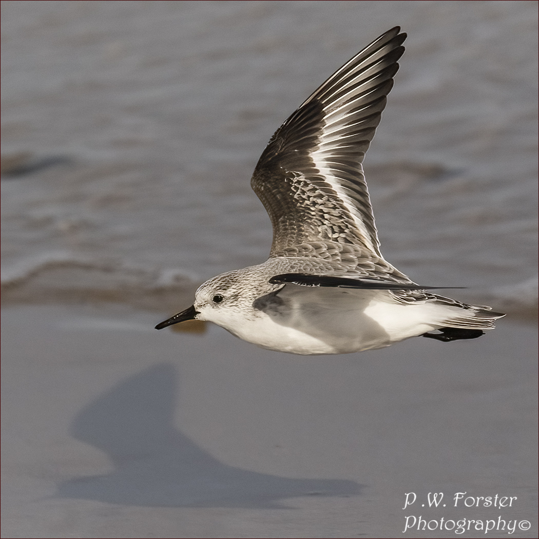 paul230156's tweet photo. Sandling low flying mode from redcar 
@teesbirds1 @WhitbyNats @Natures_Voice @wildlife @clevelandbirds @teeswildlife @TeesCoast @DurhamBirdClub @TeesmouthNNR @RSPBSaltholme @YWT_North @NTBirdClub @Waderworld1 @WaderStudy @ShorebirdsDay @J_Reneerkens #7DM11 https://t.co/VVMMGxVby3