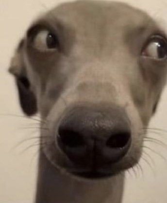 SocialDemViolet's tweet photo. @ReznovRulz @ErinLeafGreen GOOFY ALERT https://t.co/BuLoshD1bE