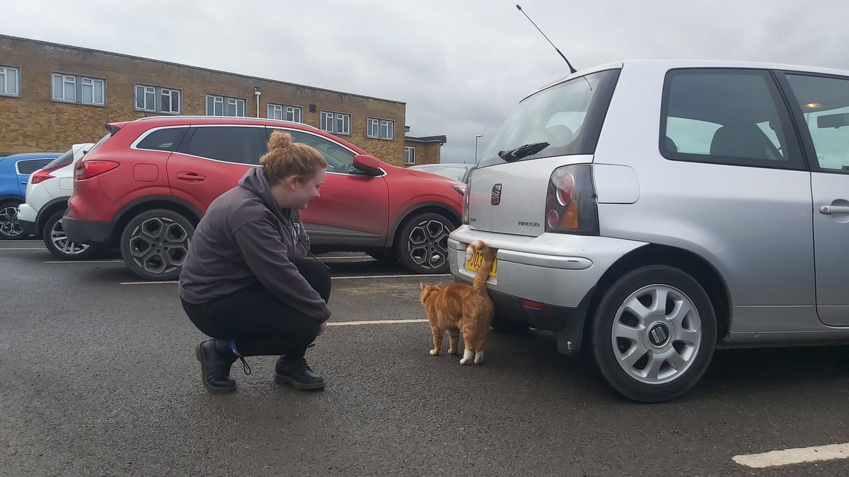 Online_Jake96's tweet photo. We're doing a 1000 mile challenge in £1000, 1000cc cars and raising awareness for @CrohnsColitisUK Here's our mighty steed for it! A 2003 SEAT Arosa S. Marmaduke the cat @REME_MUSEUM clearly approves 👍 #teamorange #teamseat #joeythearosa #fp1000 https://t.co/TBUrBXv35W