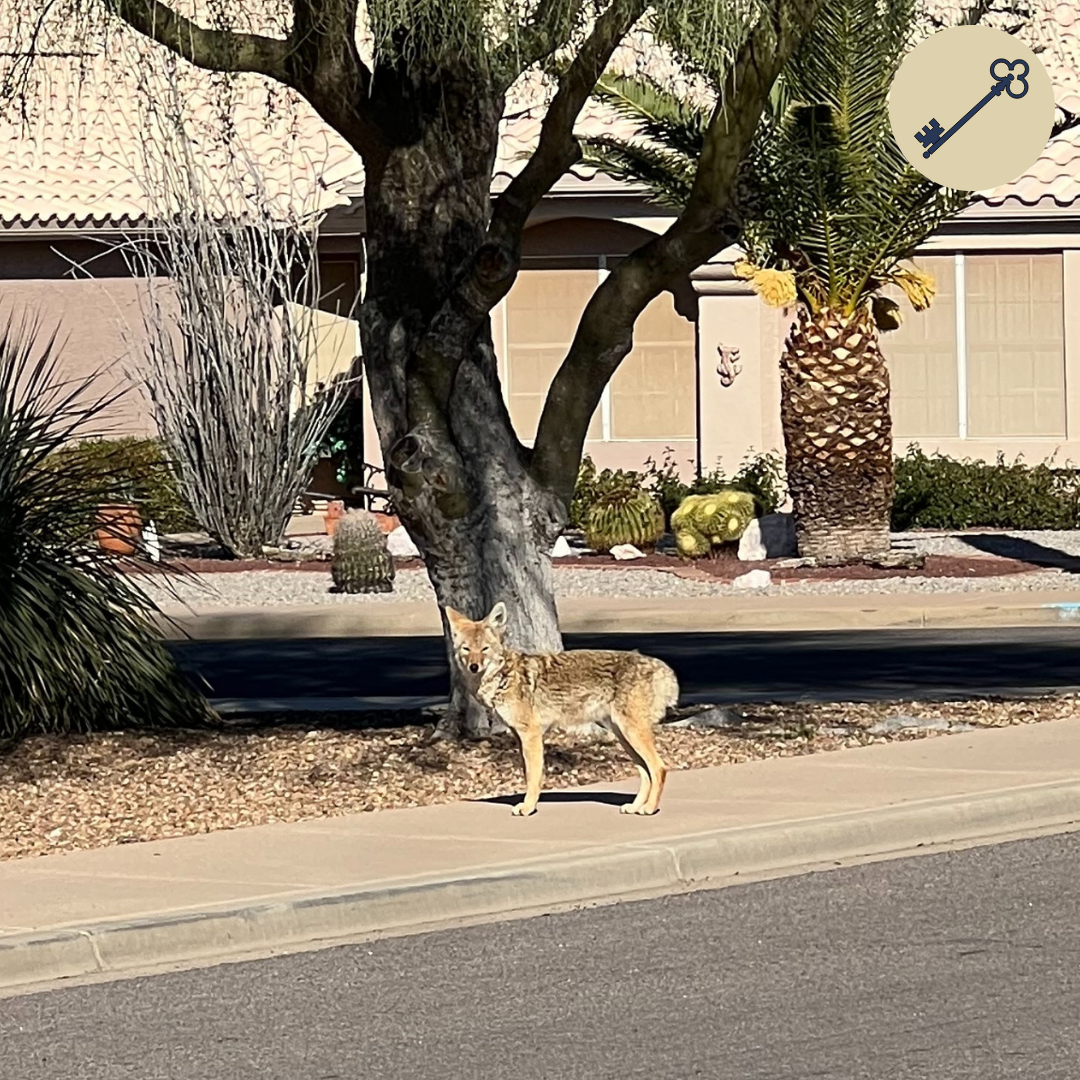 Out showing houses and ran into this guy! He was literally 3 feet in front of me when I noticed him and then we both retreated. 😅 

#phoenixrealtor, #phoenixrealestate, #azrealtor, #azrealesate, #mesarealtor, #mesarealestate, #gilbertrealtor, #gilbertrealestate,  #ar