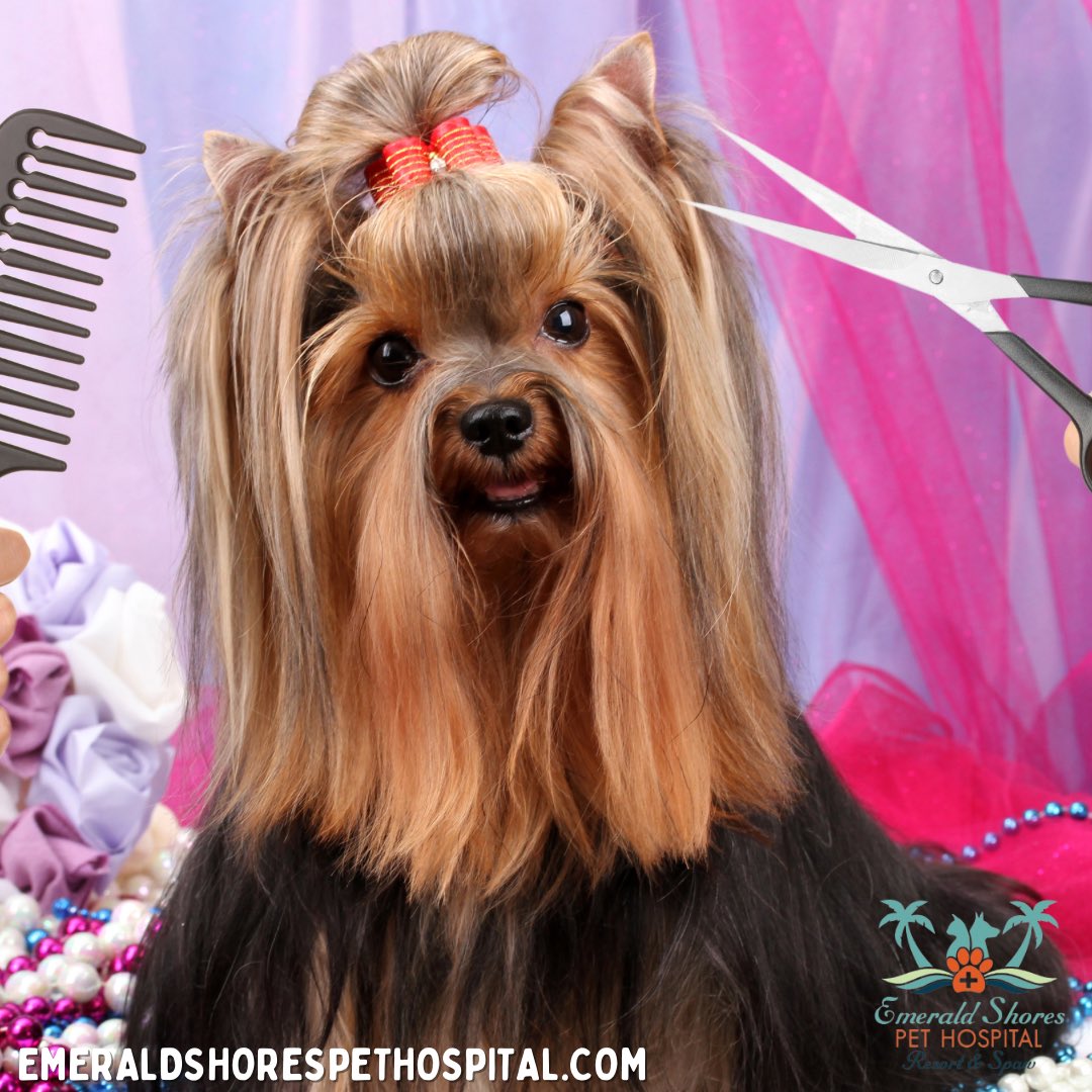 emeraldshoresph's tweet photo. Spring is in the air! 🌸🌷🐾 Is it time to get your pet’s grooming appointment scheduled? Call (850) 622-0988 to book the first available appointment! 

-
#destin #nowhiring #santarosabeach #vettechs #pethospital #panamacitybeach #veterinarian #dogsof30a #dogsofig #veterinary https://t.co/Cg0u1zNDAU