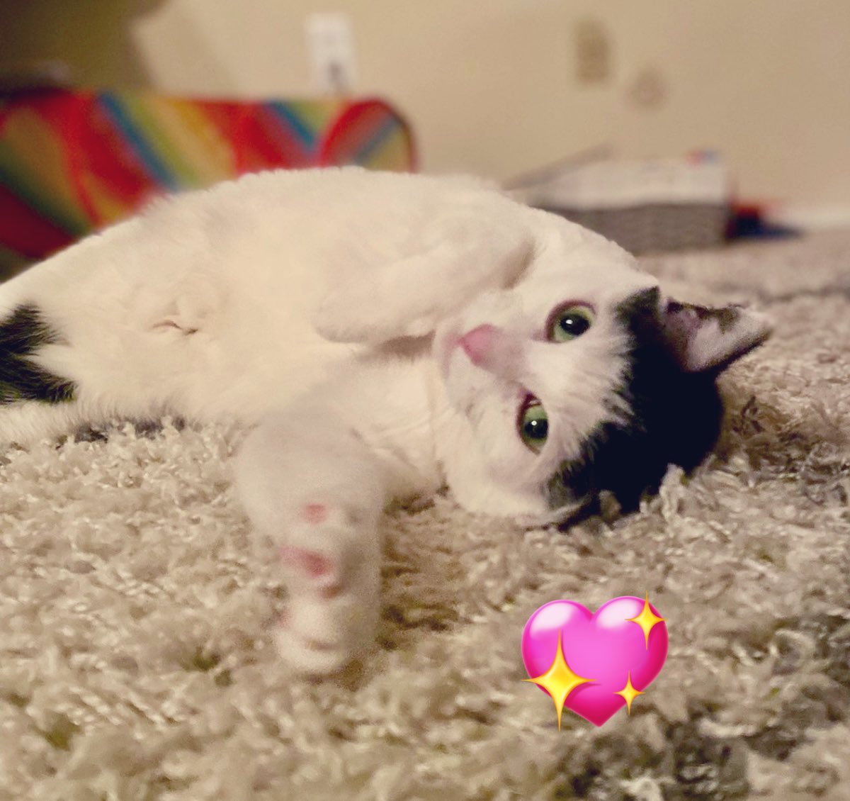 The Cat's Meow tweet media