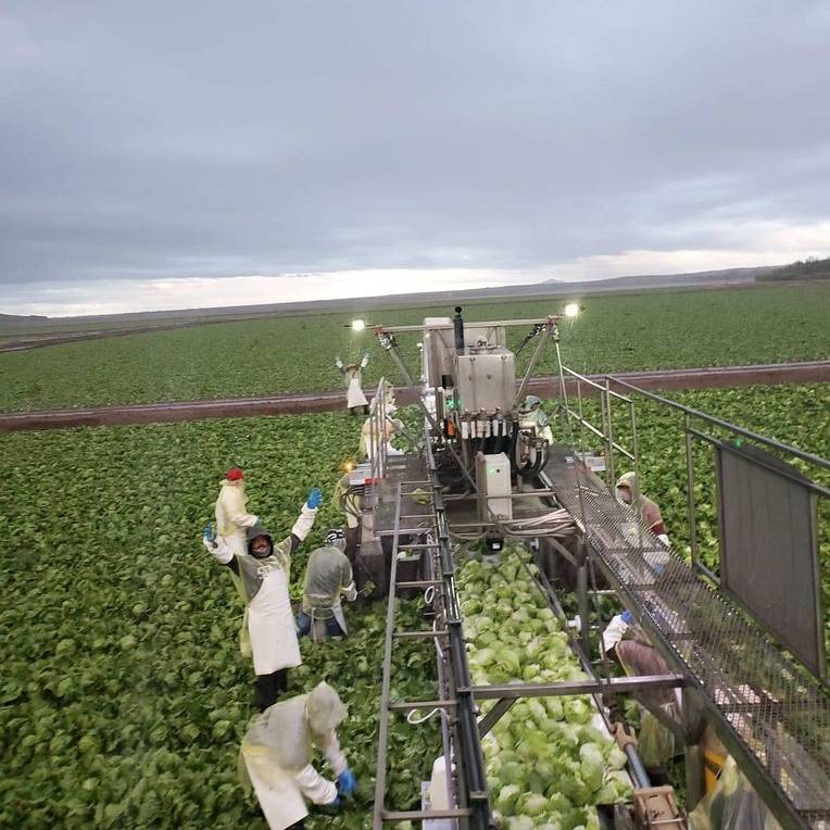 UFWupdates's tweet photo. Samuel sent us this photo from Yuma AZ, where he was harvesting lettuce in the rain. Most of America's lettuce comes from AZ in the winter and Salinas in the sumner. #ThisIsYuma #WeFeedYou https://t.co/hWZ2cUjkdY