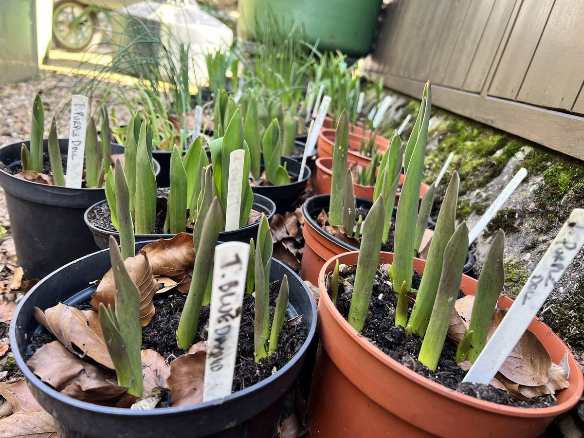 DigChrisMyers's tweet photo. Things are happening round the back of the #greenhouse
I pot grow new #bulbs
I find it easier to pop them in the right place when they are up and ready to flower
This lot are doing well in @BronteHeritage #PeatFree #compost
I got the iris out today as they were good to go👍 https://t.co/UFFP9ENVZ4