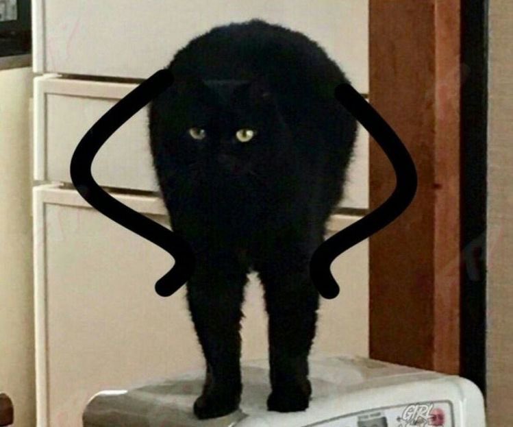 Natalie (Cat) 🎃 tweet media