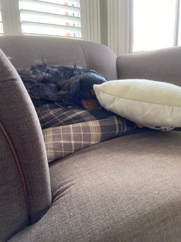 When it comes to Health and Safety you may feel like our Mascots Biscuit and Truffle! We make Safety simple, less stressful and a little bit less boring!

Hello Safety - Hello Sorted. 
hellosafety.co.uk #sussex #DogsofTwittter