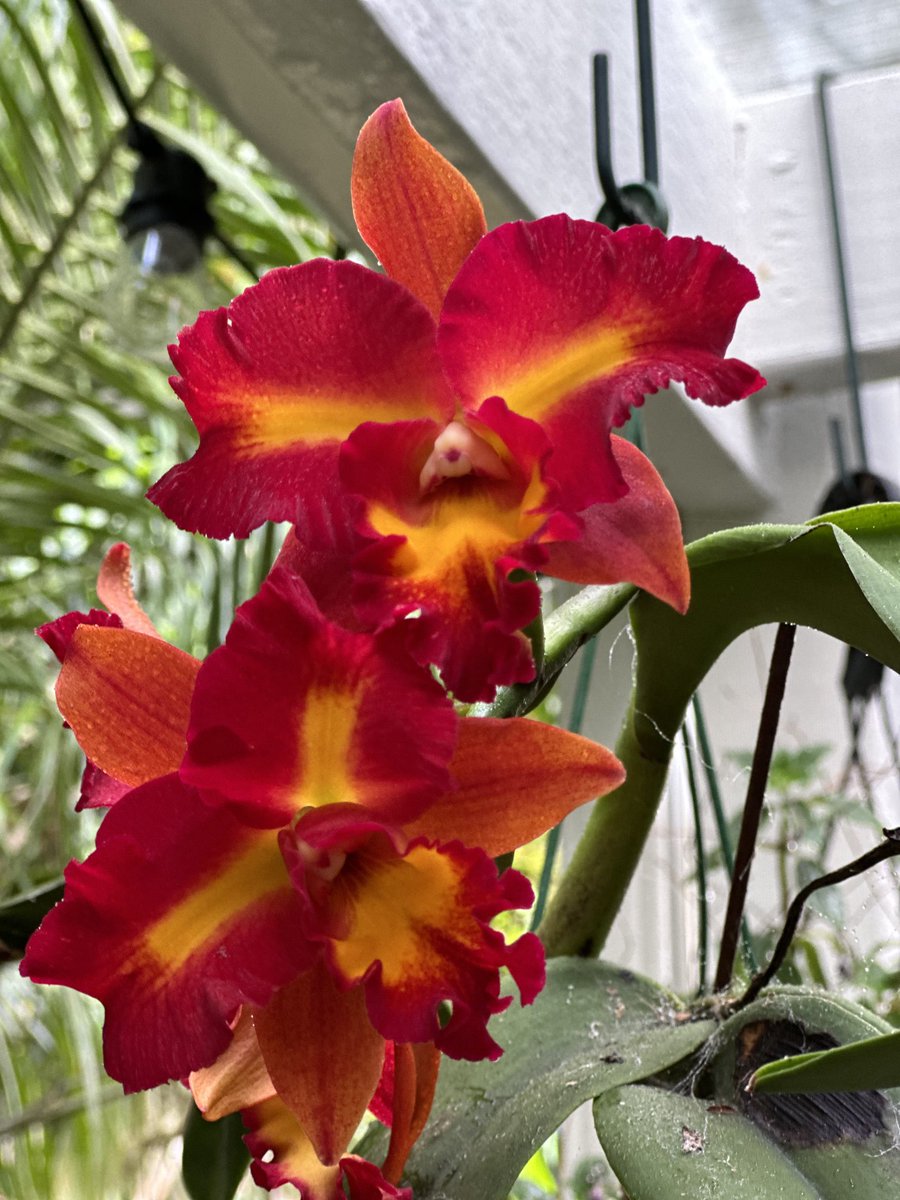 How about this splashy red cattleya? Rlc Angel’s Horizon “Rosella” #orchids #cattleya