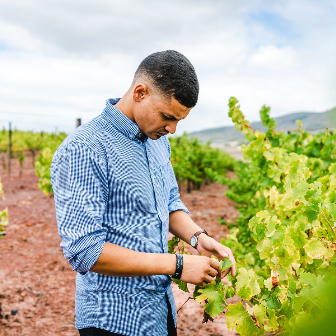indabawines tweet media