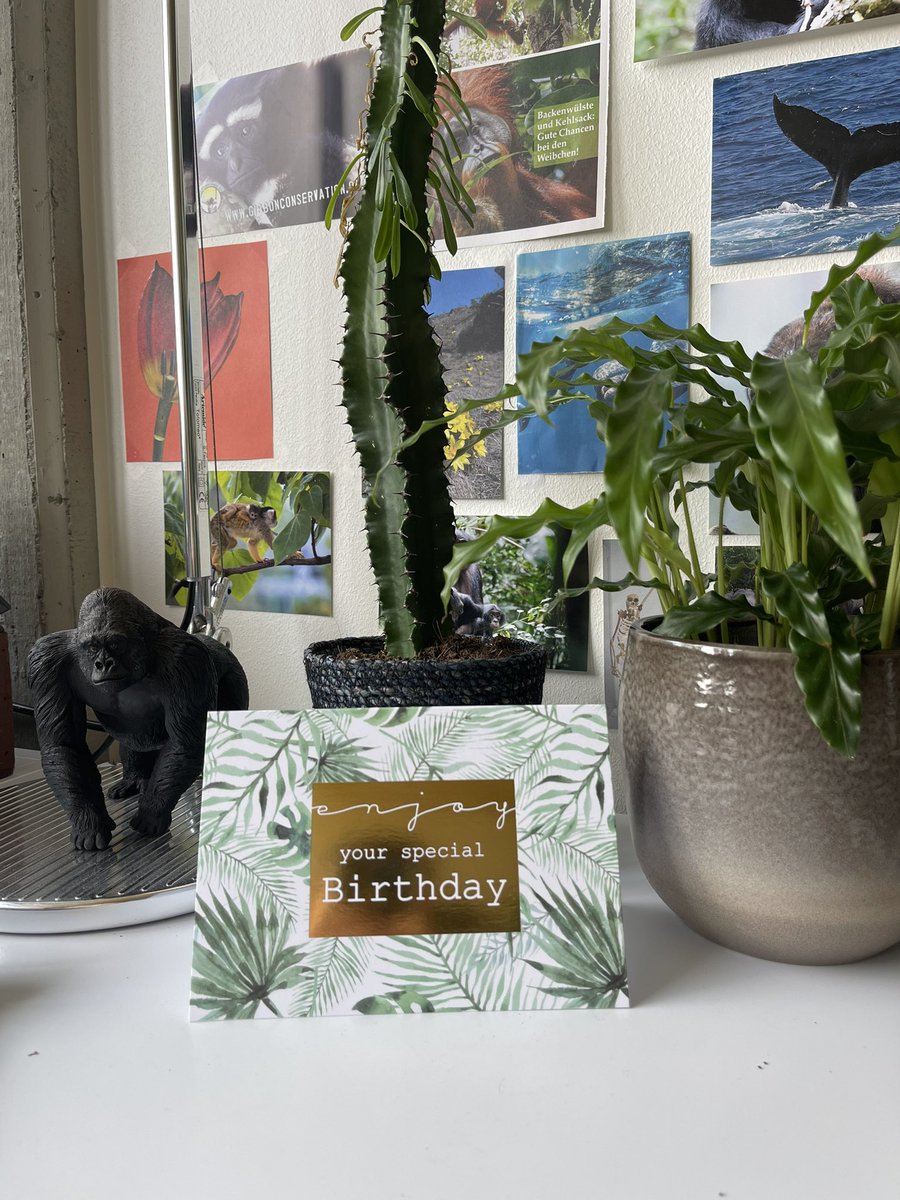 ellensoeters's tweet photo. Kitties and plants, how else to celebrate a birthday as a PhD student 🪴🦍🐈

@TheNudeApe #birthdaycelebrations #piscesseason https://t.co/1TUwR8VbAJ