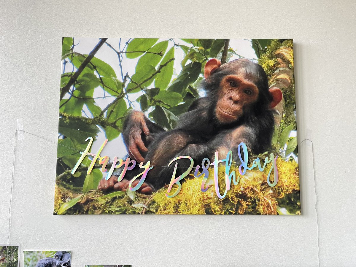 ellensoeters's tweet photo. Kitties and plants, how else to celebrate a birthday as a PhD student 🪴🦍🐈

@TheNudeApe #birthdaycelebrations #piscesseason https://t.co/1TUwR8VbAJ