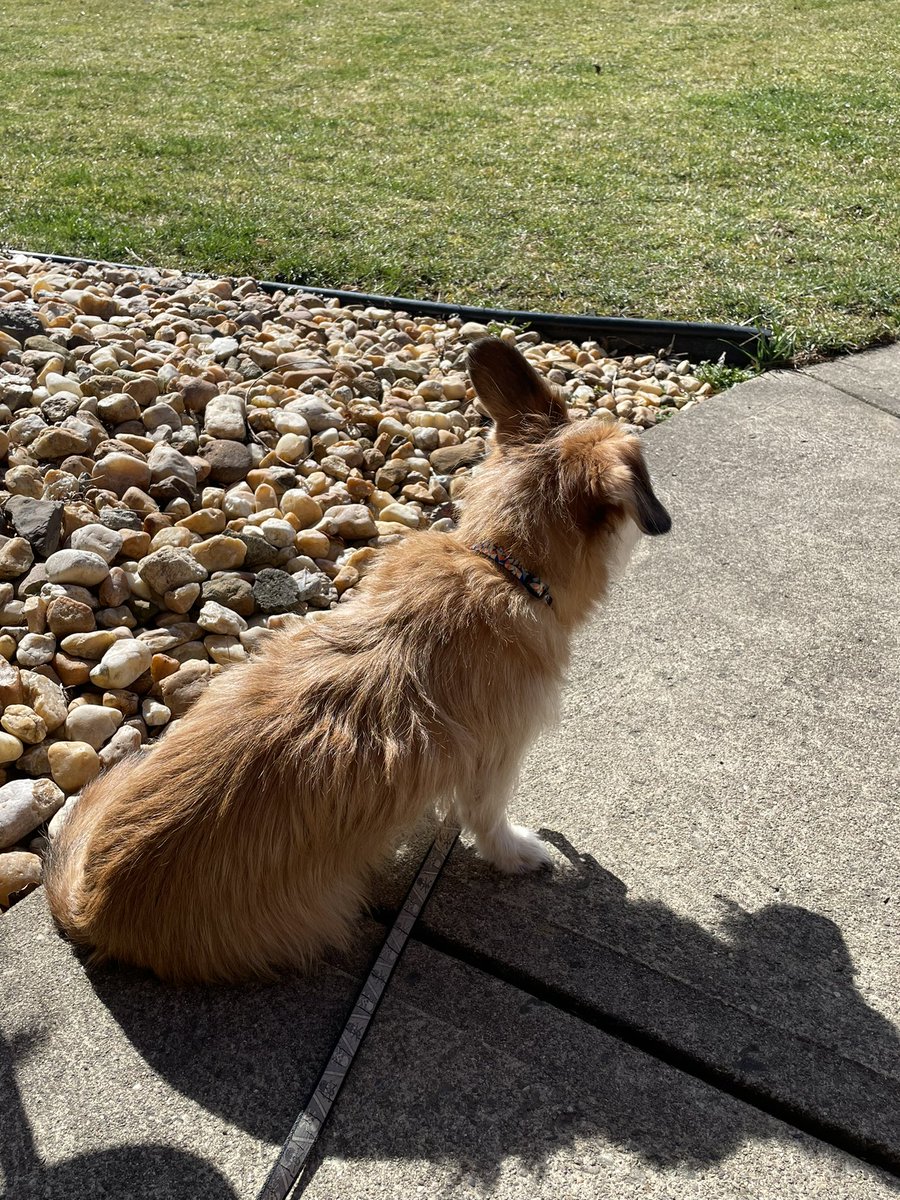 criswinter412's tweet photo. Ziggy and Foxy are working on their tans 🤣 on this record setting weather day.  They say they love a 70 degree day in February.  Bring them on @RayPetelinWx @AshleyD_WTAE ☀️😎🐾❤️
#february #February2023 #warmweather #warmfebruary #warmwinter #warmwinterday #sunshine #mildwinter https://t.co/rEQRqSCHeB