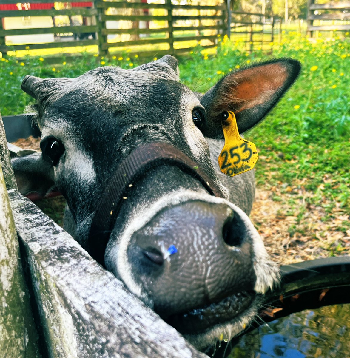 FMMSHS_CTE's tweet photo. Hey everyone! I’m just out and about enjoying this beautiful morning @FMMSHS! P.S Do you like my close up??🐮 https://t.co/N63k75Csk5