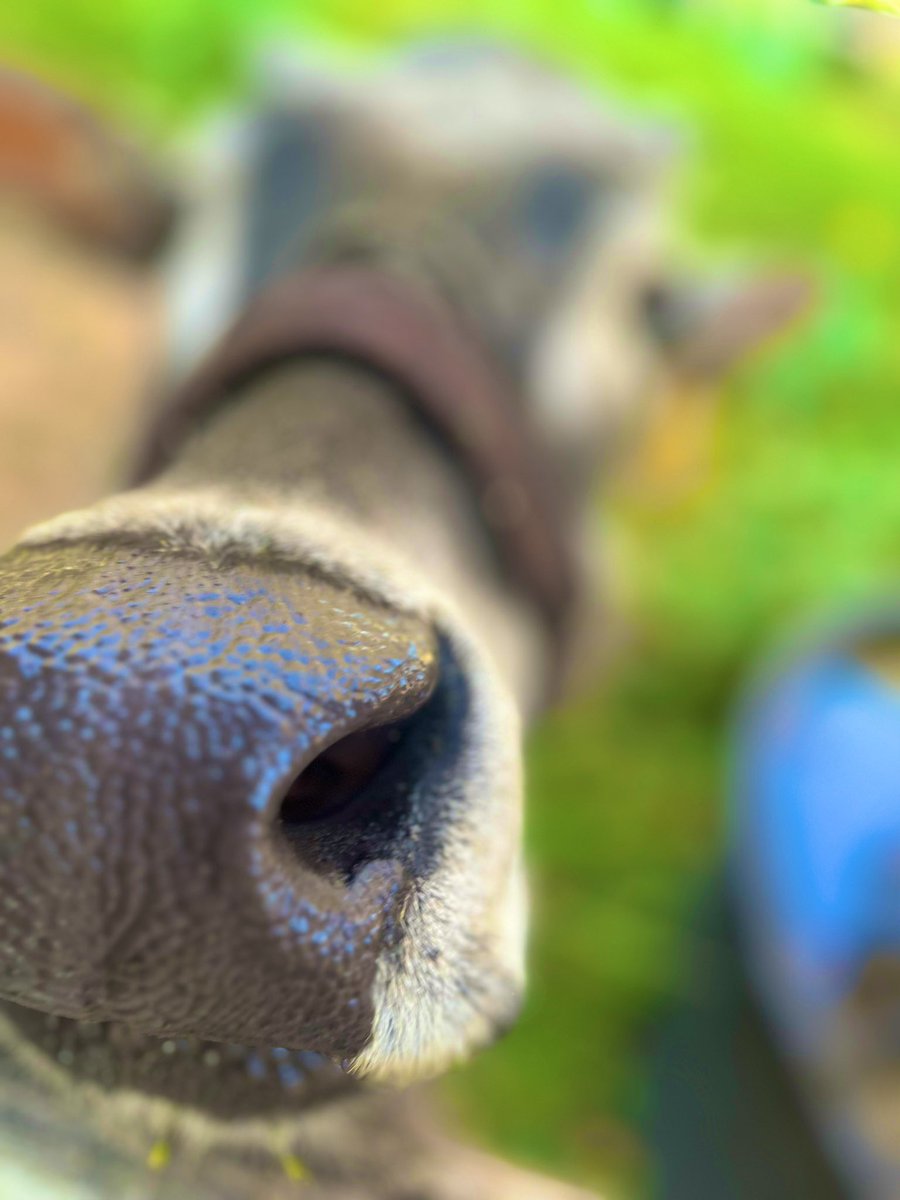 Hey everyone! I’m just out and about enjoying this beautiful morning <a href="/FMMSHS/">Fort Meade Mid/Sen</a>! P.S Do you like my close up??🐮