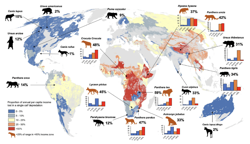New paper alert 🚨 in <a href="/CommsBio/">Communications Biology</a> - we examine economic vulnerability of communities to human-wildlife conflict. People living alongside carnivores in developing economies suffer an 8X higher economic vulnerability compared to developed ones. A thread 🧵 tinyurl.com/ycxmjuc2
