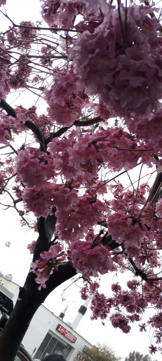 circuitmouse's tweet photo. Hate getting stuck in the rain, but then this happens. #rain #blossoms #notspringyet #notevenclose #losfeliz #LosAngeles https://t.co/6iNjrxsl1P