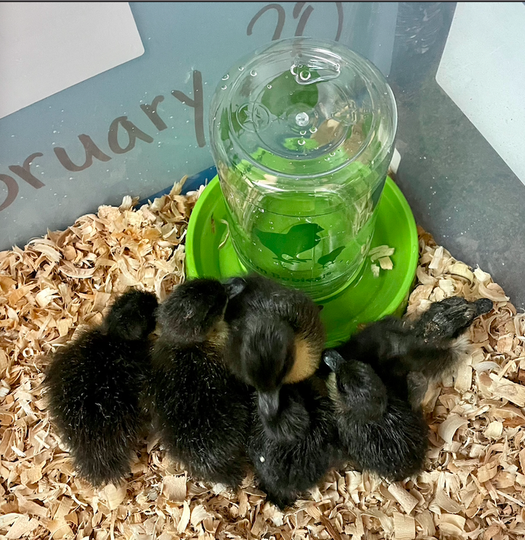 Cheryl Beyer tweet media