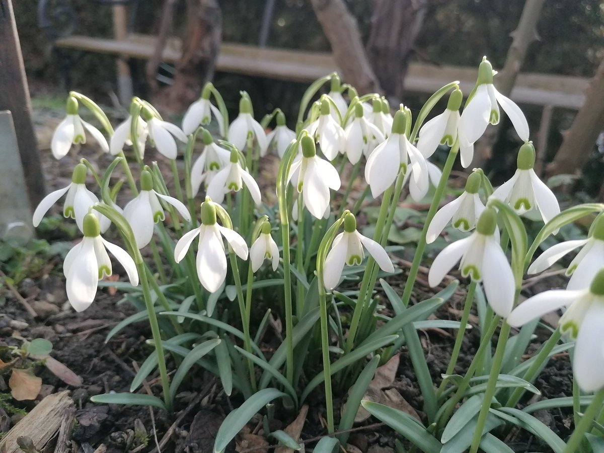 TomderZar's tweet photo. Als #Betthupferl hab ich für Euch noch ein paar Glockengrüße.
Gut Nacht 😴
#garten #dailyfleets #garden #kleingarten #gartenlogbuch #wienliebe #wienmalanders #vienna #schrebergarten #flowers #blumen #gardening #spring #frühling #winter https://t.co/4iJZld6J8m