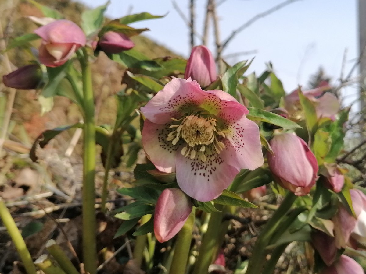 TomderZar's tweet photo. Als #Betthupferl hab ich für Euch noch ein paar Glockengrüße.
Gut Nacht 😴
#garten #dailyfleets #garden #kleingarten #gartenlogbuch #wienliebe #wienmalanders #vienna #schrebergarten #flowers #blumen #gardening #spring #frühling #winter https://t.co/4iJZld6J8m