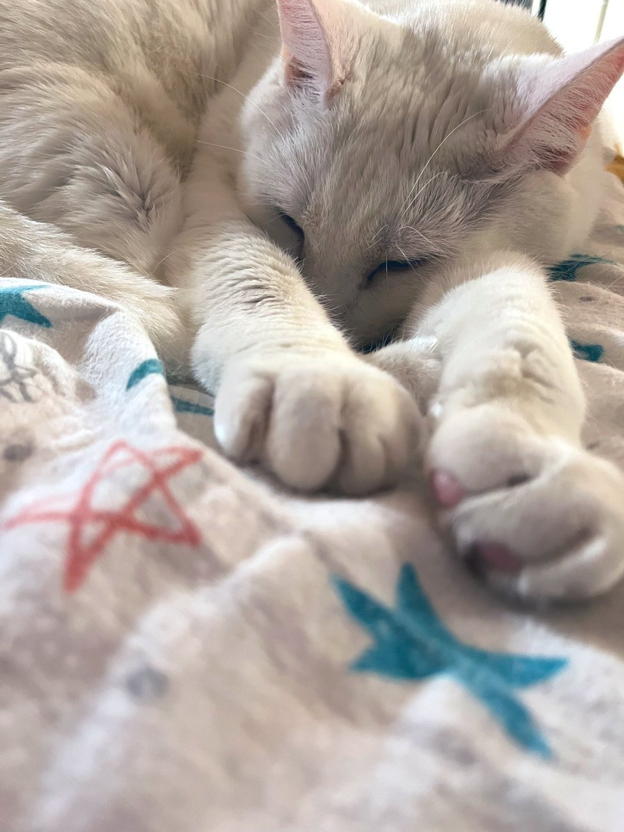 FalkorTheCat's tweet photo. Yes I know I’m cute now let me sleep https://t.co/en90hWdoiX