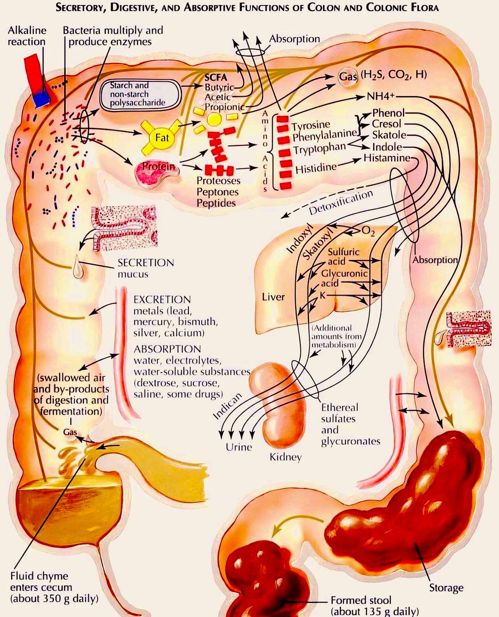 Paul_Wischmeyer's tweet photo. Functions of the colon and colonic flora 🦠💡
#MedEd #MedTwitter #FOAMed
#FOAMcc #Microbiome #GITwitter https://t.co/7T7myzsHPq