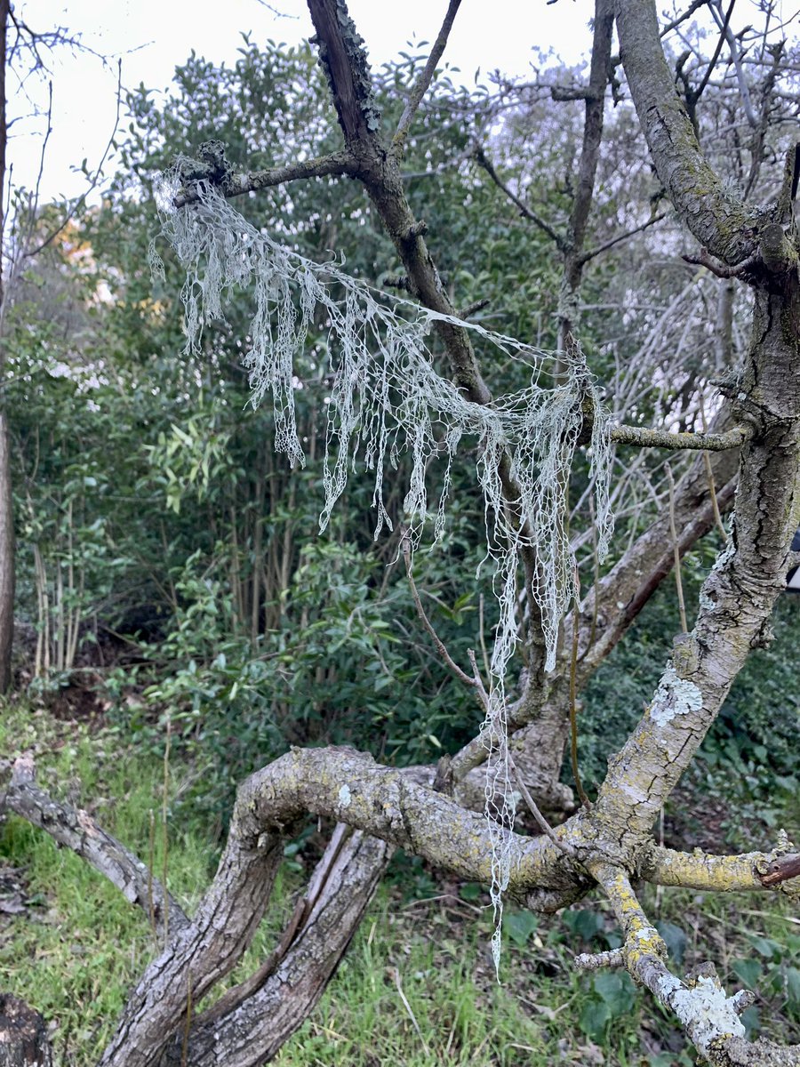Natureinmyyard's tweet photo. Moss decorates #beauty #nature #NaturalBeauty #naturelover https://t.co/OLR3z5rBMh